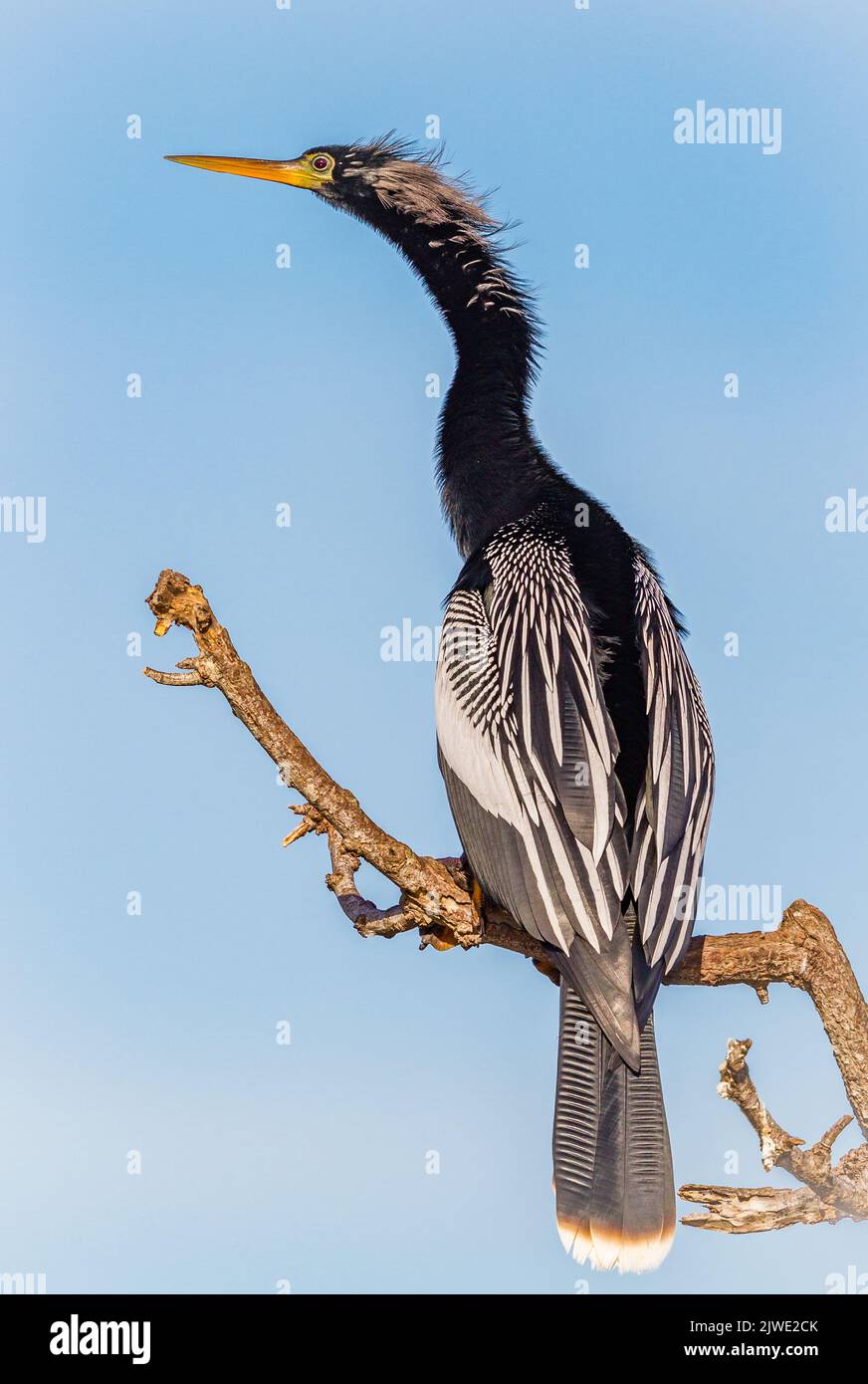 Anhinga in Venice Rookery, Florida Stockfoto