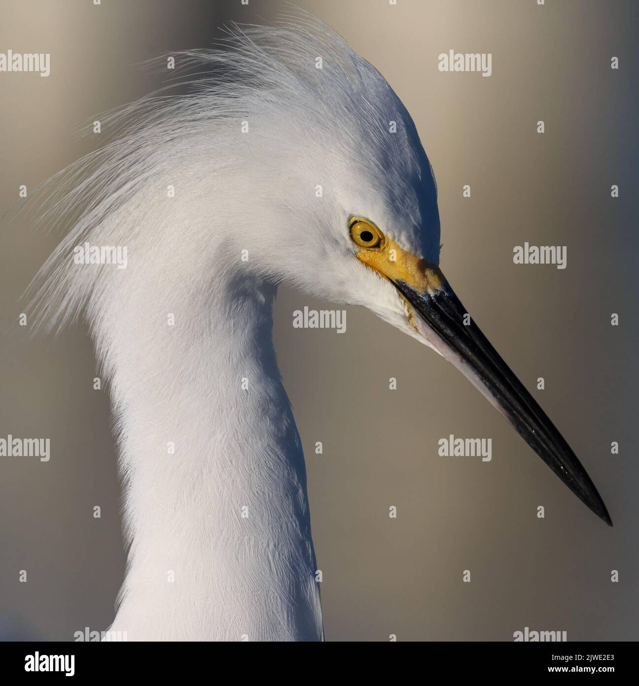 Wunderschönes Profil des schneebedeckten Weißreihers in Florida Stockfoto