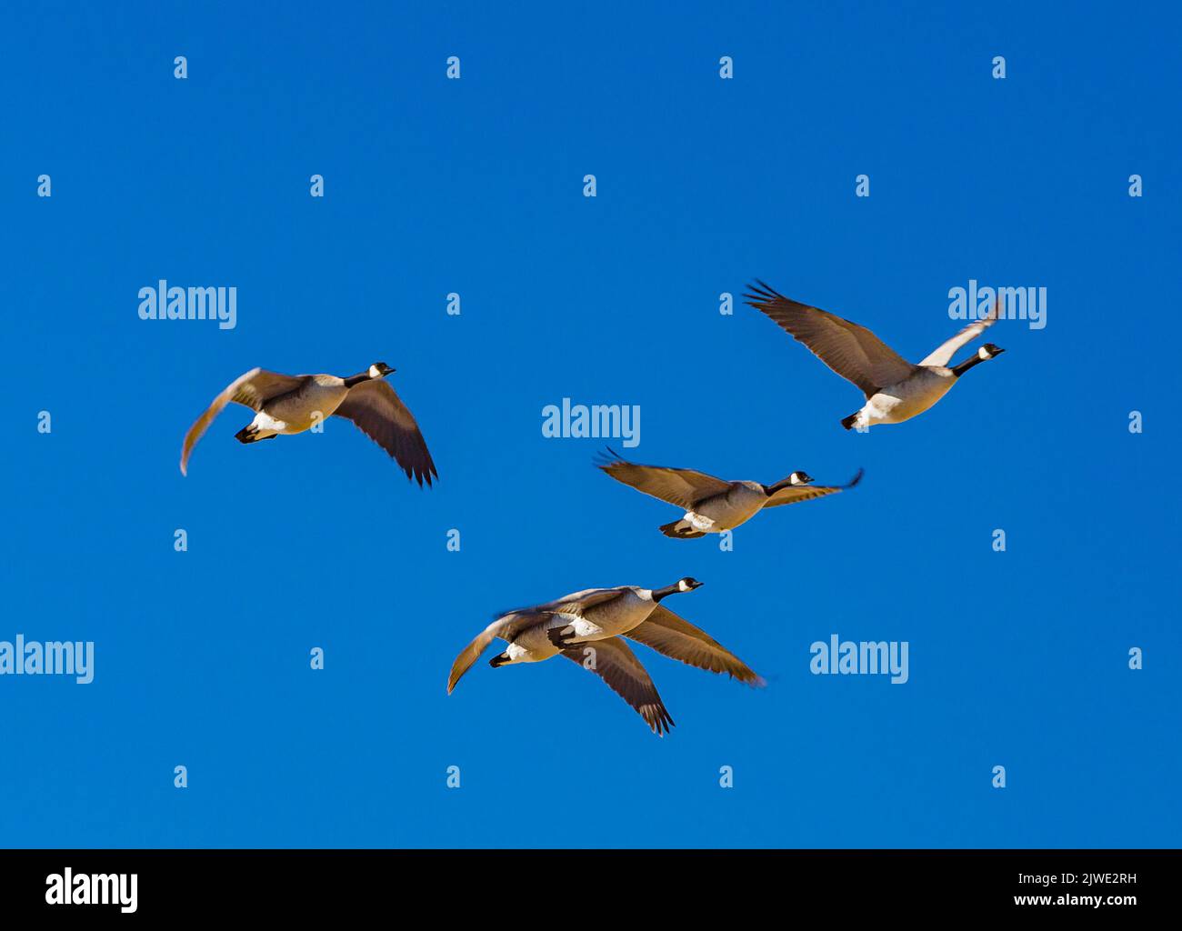 Vier kanadische Gänse südwärts Stockfoto