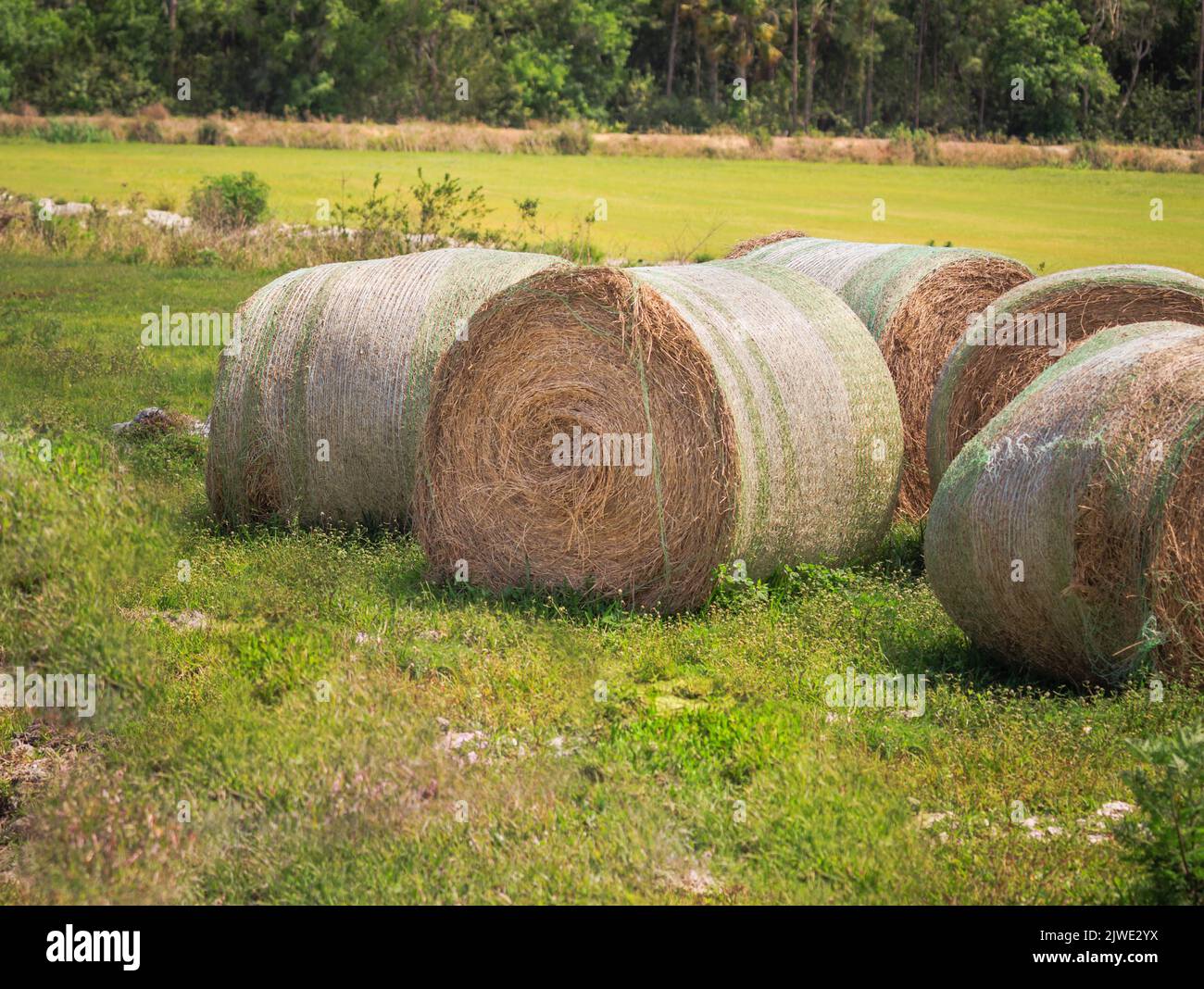 Heuballen trocknen in der heißen Sonne Floridas Stockfoto