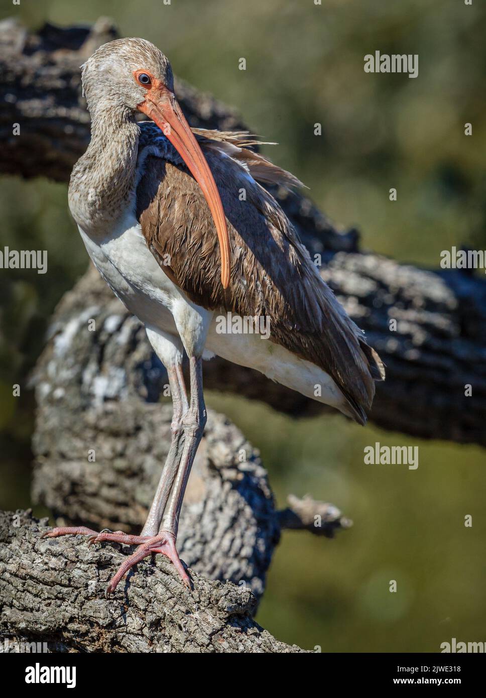 Junger weißer Ibis, bevor er braune Federn abwirft Stockfoto