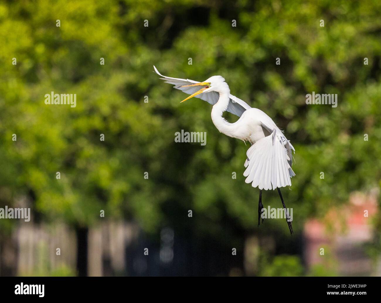 Weißer Reiher kommt zur Landung Stockfoto