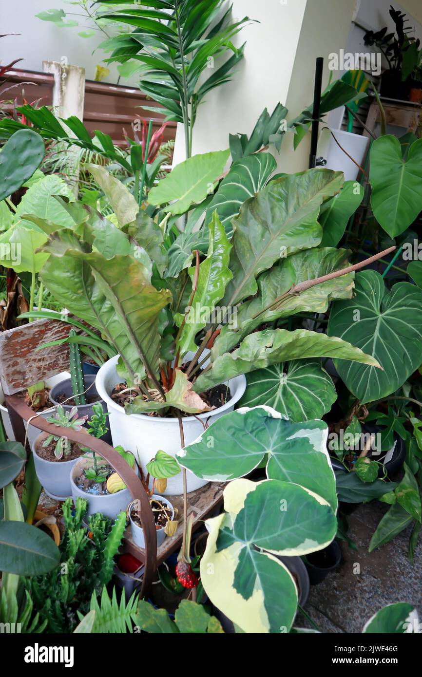 Anthurium , Renaissance oder Anthurium Renaissance oder ARACEAE Pflanze und Alocasia Mickey Mouse oder Variegepflanze Stockfoto