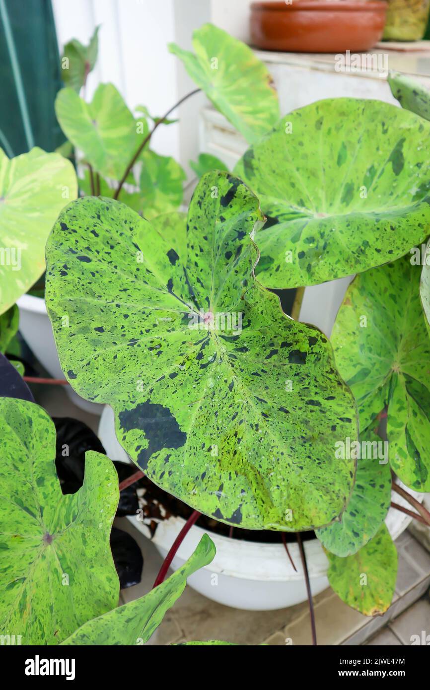 Colocasia Mojito , mohito oder Colocasia esculenta Mojito oder Elefantenohren Pflanze oder bicolor Colocasia oder schwarz und grün Blatt oder Colocasia Pflanze Stockfoto