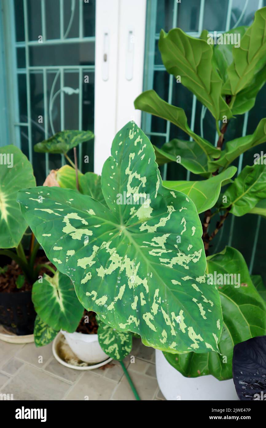 Colocasia Esculenta Hilo Beauty, Colocasia oder Esculenta Hilo oder Colocasia bicolor oder Colocasia variegated Stockfoto