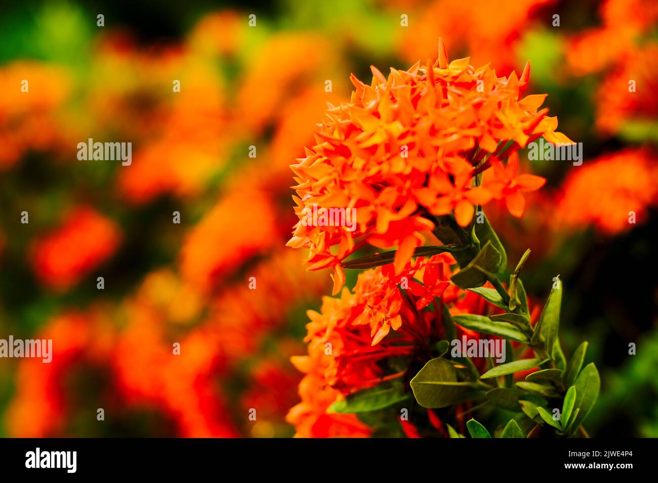 Rote ixora Blüten Blütenblatt. Ixora coccinea im Garten. Selektiver Fokus Stockfoto