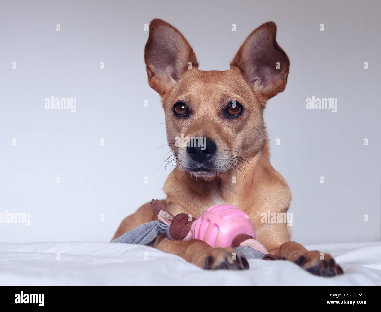 Ein süßer brauner Mischlingshund mit großen spitzen Ohren und süßen großen Augen, der auf einem weißen Bett mit pinkem Spielzeug sitzt. PET auf weißem Hintergrund isoliert Stockfoto