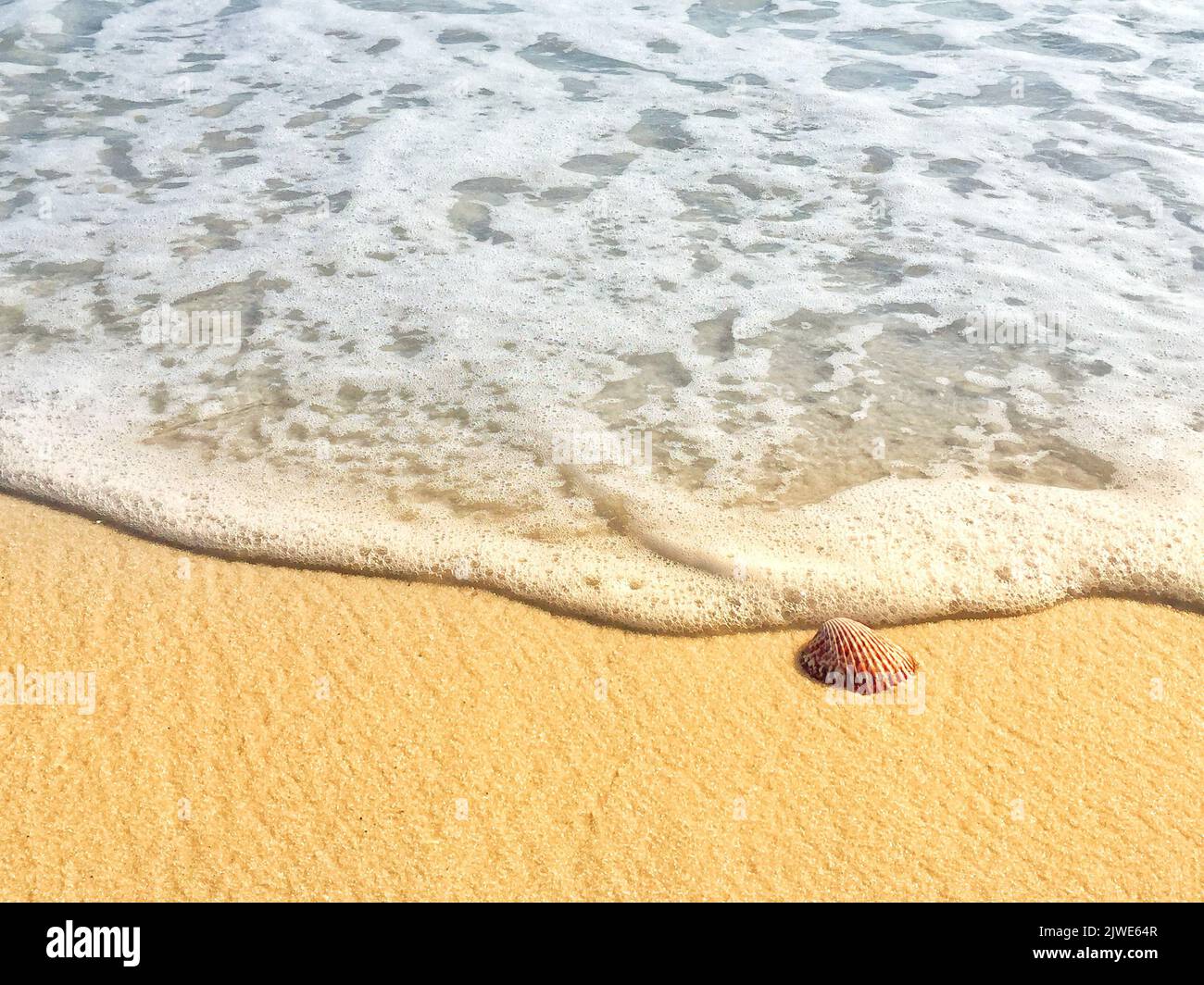 Nahaufnahme einer Muschel am Strand am Ufer, Pensacola, Santa Rosa, Florida, USA Stockfoto