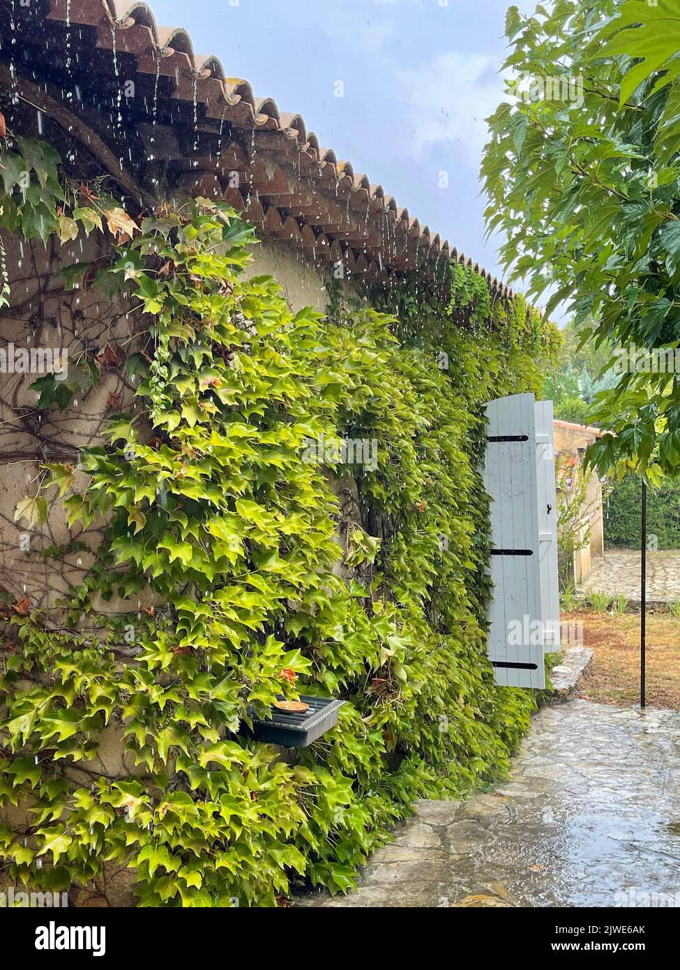 Nahaufnahme eines mit Weinreben bedeckten Hauses im Regen, Maussane-les-Alpilles, Bouches-du-Rhone, Provence-Alpes-Cote-d'Azur, Frankreich Stockfoto