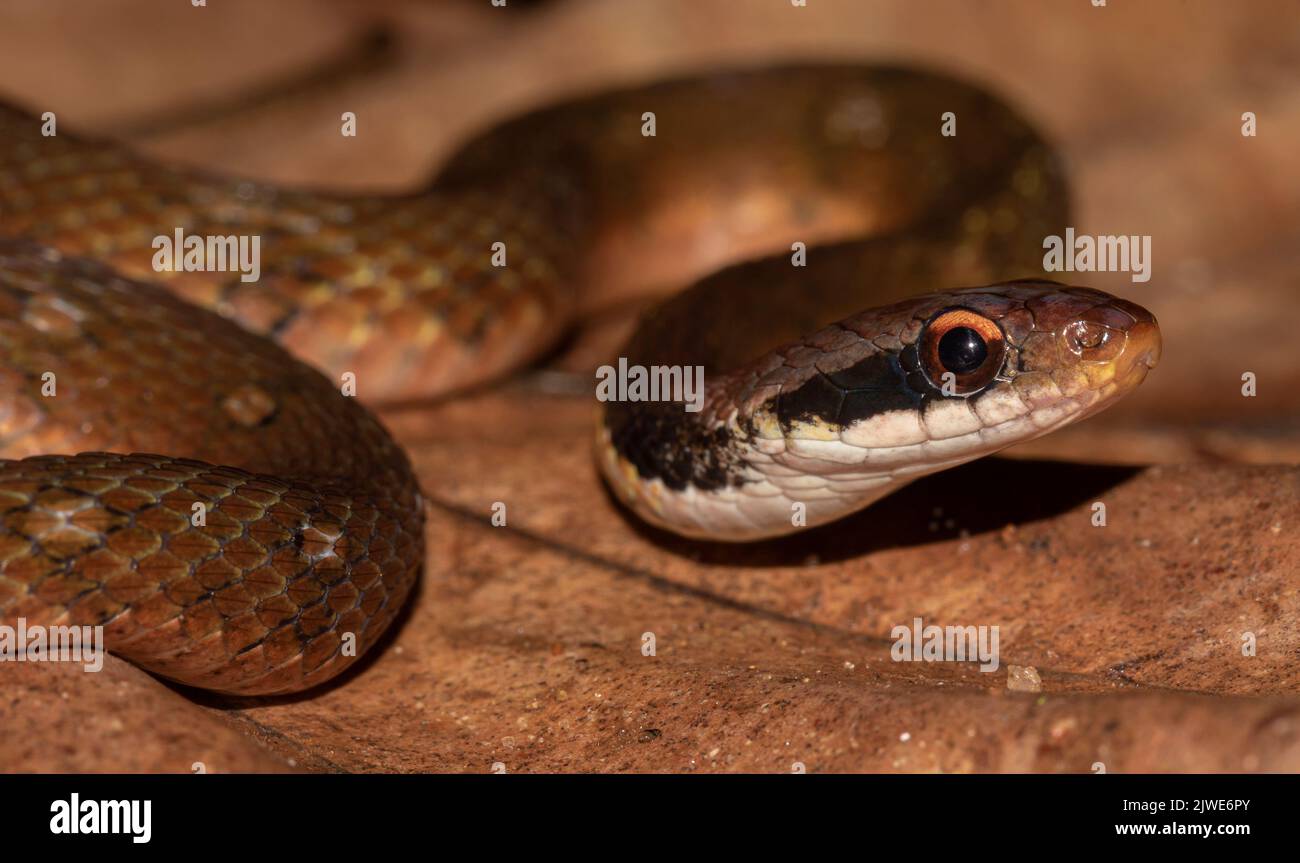 Schlange, die auf einem Blatt ruht; braune Schlange auf einem Blatt; Schlange auf einem Blatt; giftig; giftige Schlange; Schlange, die ihre Zunge umknickt; Rhabdophis ceylonensis Stockfoto