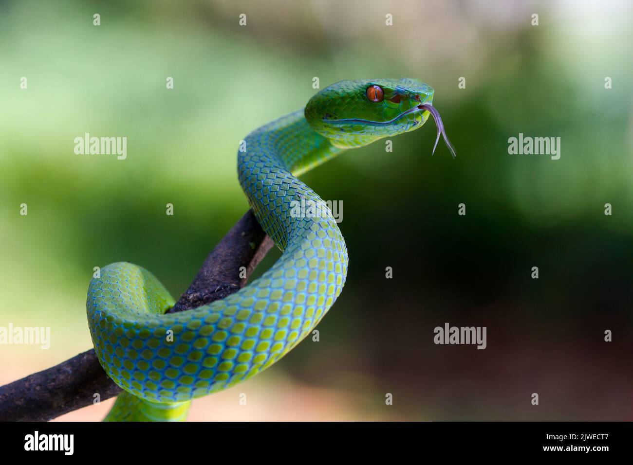 Nahaufnahme einer grünen Baumgrube Viper, die auf einem Zweig in Indonesien aufgewickelt ist Stockfoto