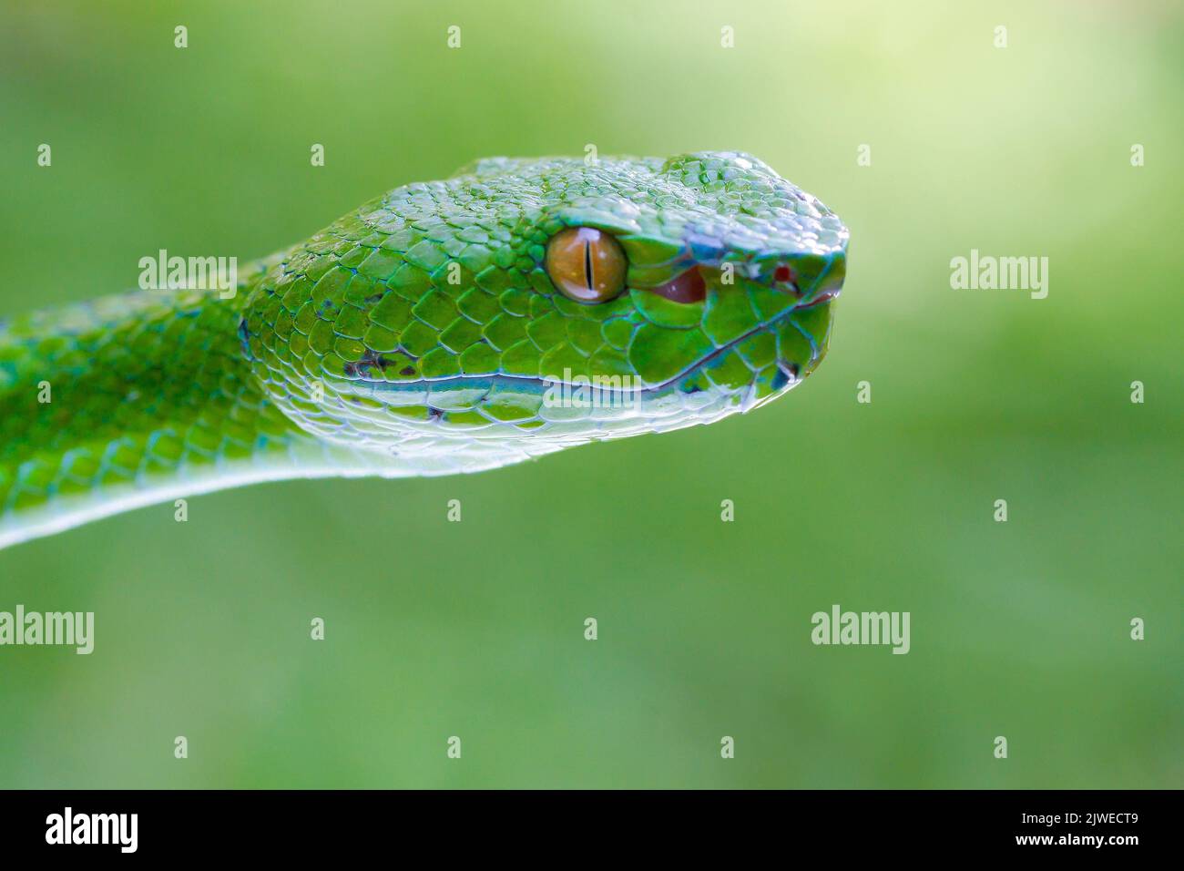 Nahaufnahme des Kopfes einer grünen Baumgrube-Viper vor grünem Hintergrund, Indonesien Stockfoto