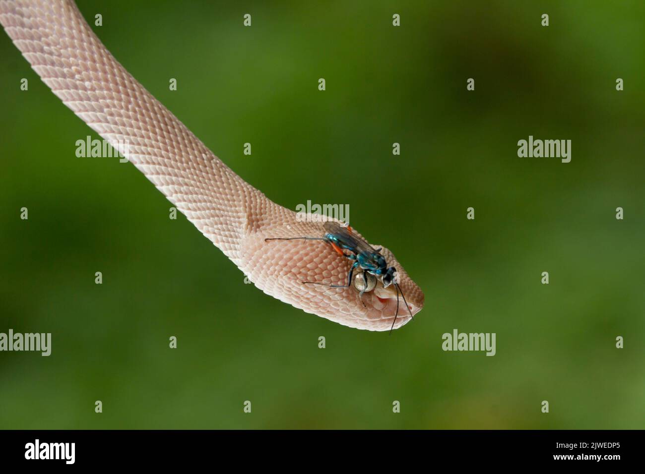 Nahaufnahme eines Insekts auf dem Kopf einer Mangrovengrube-Viper (Trimeresurus purpureomaculatus), Indonesien Stockfoto