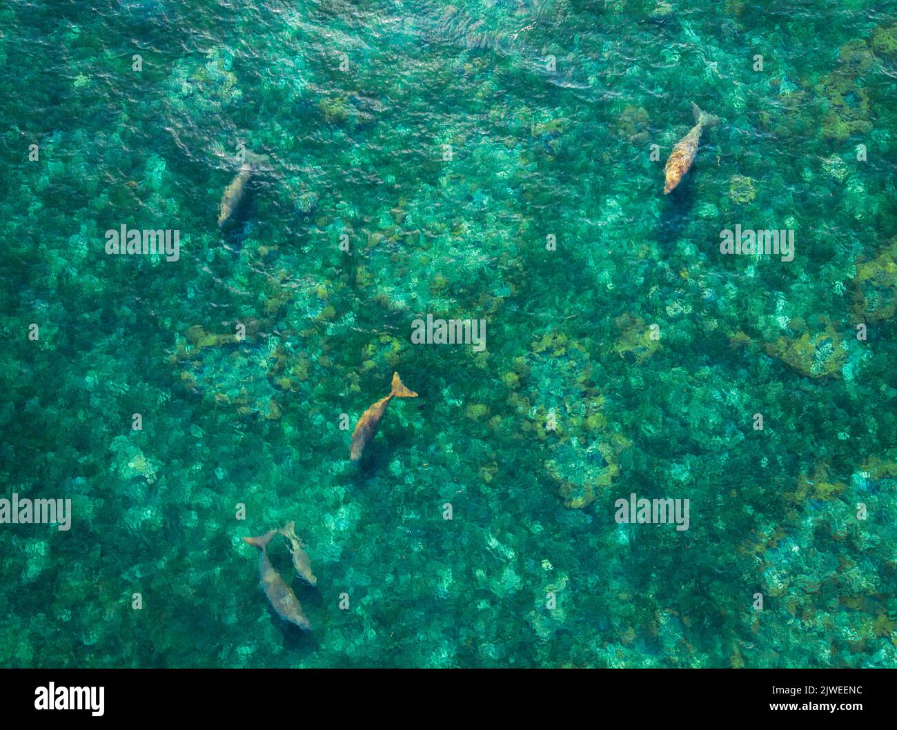 Luftaufnahme von fünf Dugongs, die im Ozean schwimmen, Sangihe Island, Nord-Sulawesi, Indonesien Stockfoto