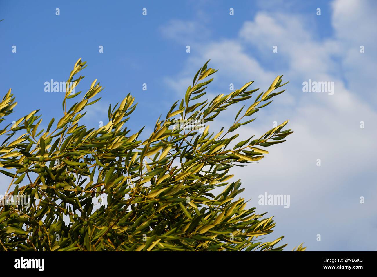 Grüner Olivenbaum Äste mit Olivenfrüchten bellow blauen Sommerhimmel Stockfoto