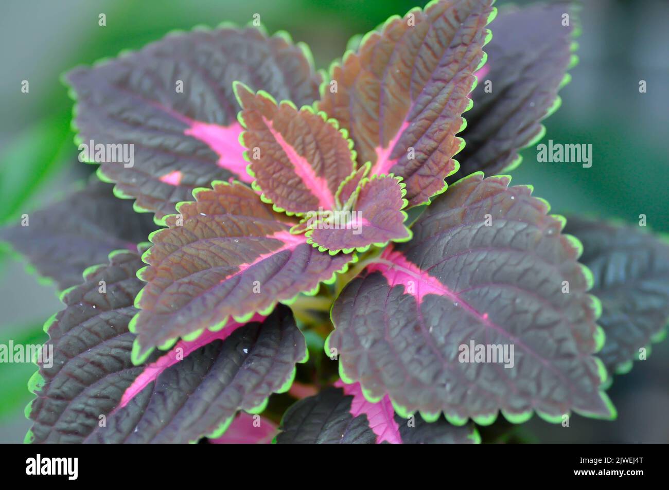 Plectranthus scutellarioides oder Coleus, bemalte Brennnesselpflanze Stockfoto