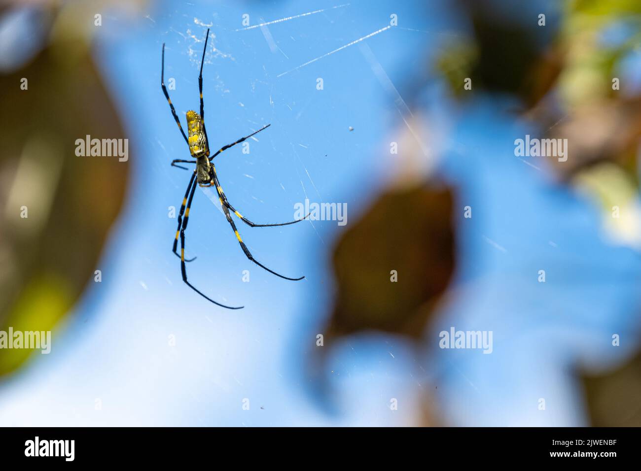 Die Joro-Spinne (Trichonephila clavata), eine invasive Art aus Asien, die heute in Georgia und South Carolina in den Vereinigten Staaten gefunden wird, ist in ihrem großen Netz zu finden. Stockfoto