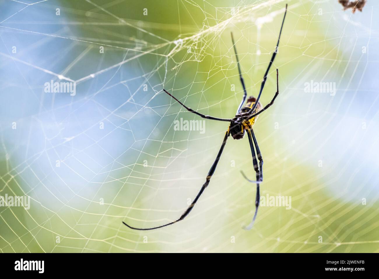 Die Joro-Spinne (Trichonephila clavata), eine invasive Art aus Asien, die heute in Georgia und South Carolina in den Vereinigten Staaten gefunden wird, ist in ihrem großen Netz zu finden. Stockfoto