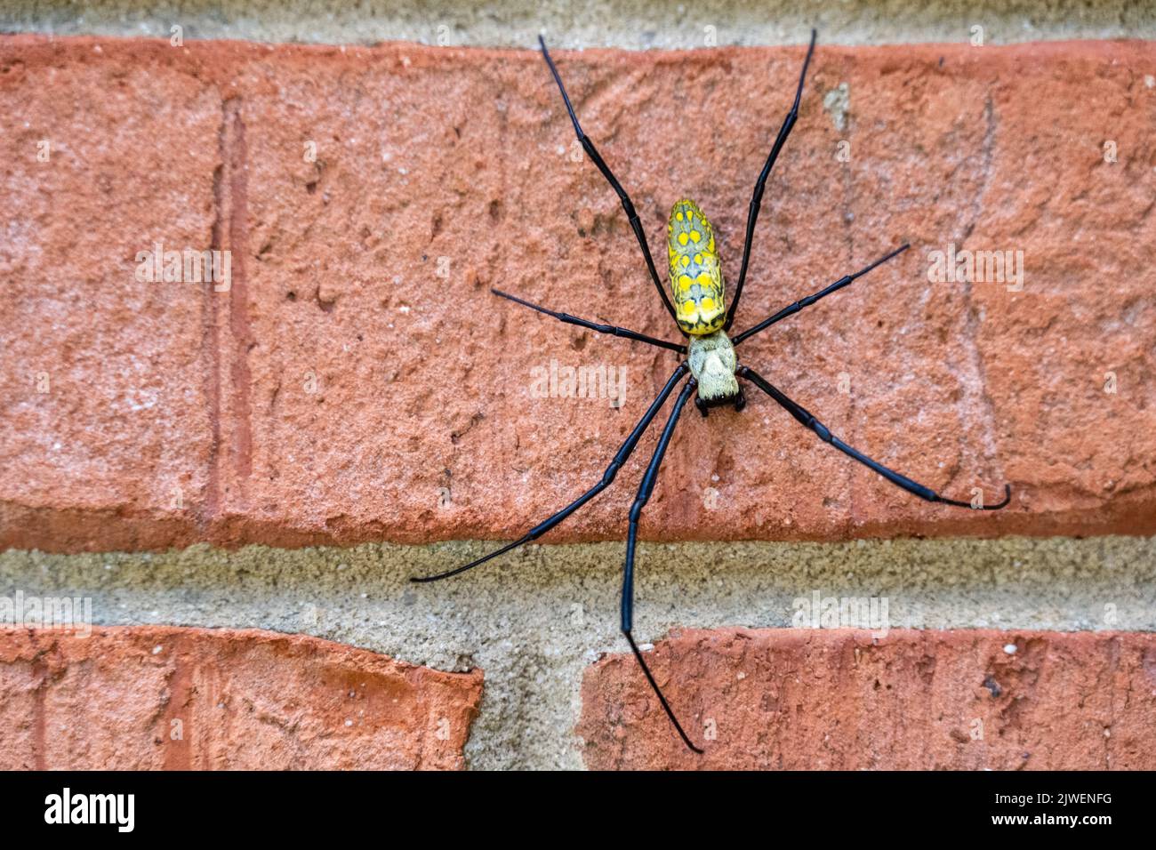 Große weibliche Joro-Spinne (Trichonephila clavata), die eine Ziegelmauer in Snellville (Metro Atlanta), Georgia, herabsteigt. (USA) Stockfoto