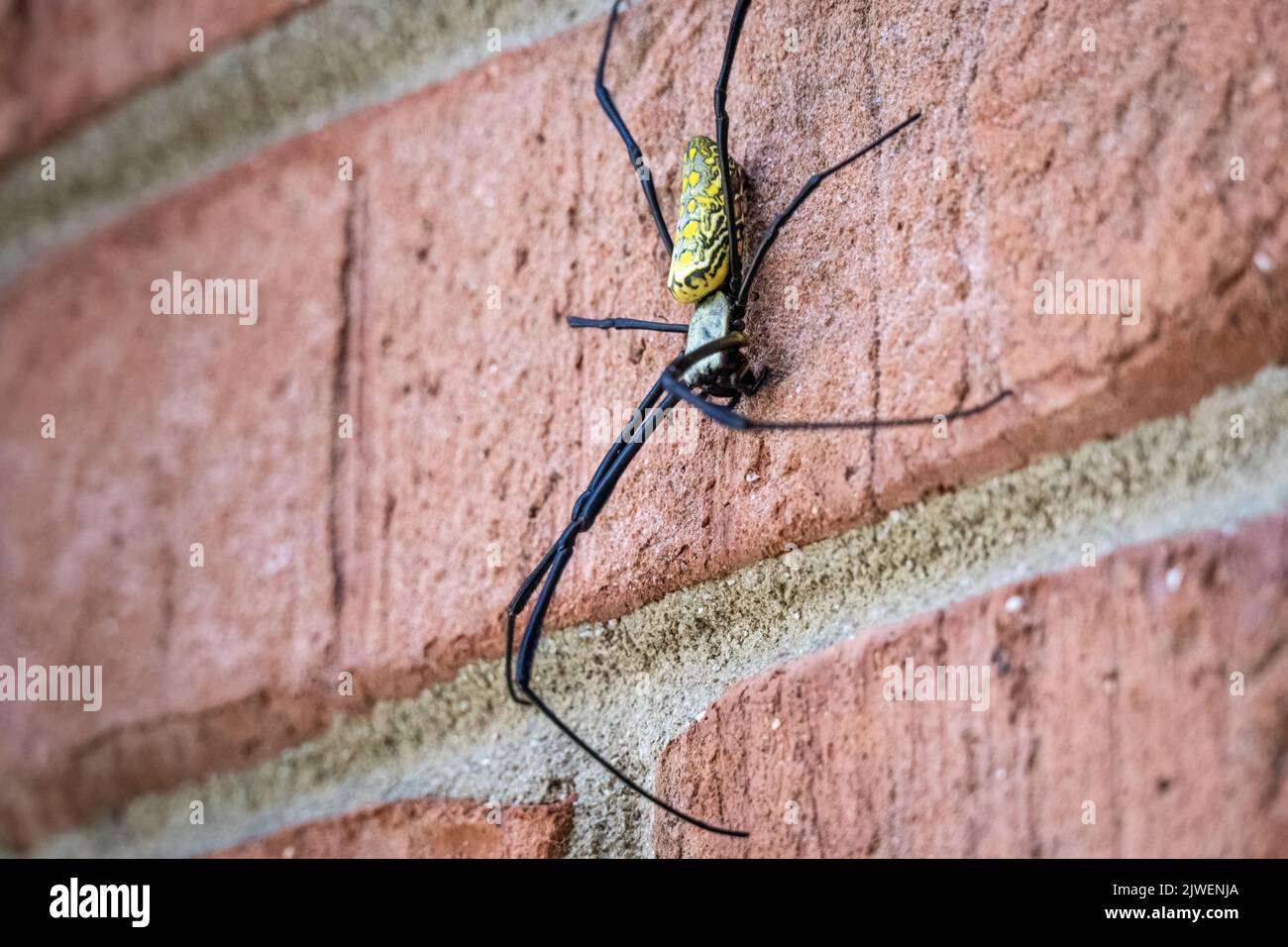 Große weibliche Joro-Spinne (Trichonephila clavata), die eine Ziegelmauer in Snellville (Metro Atlanta), Georgia, herabsteigt. (USA) Stockfoto
