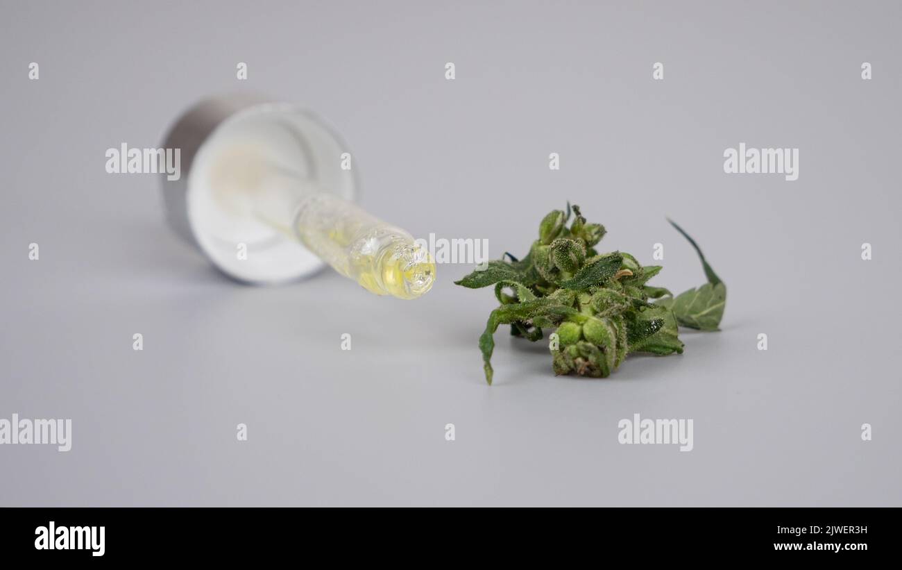 Pipette mit medizinischem cbd-Extrakt und grüner Cannabisknospe. Stockfoto