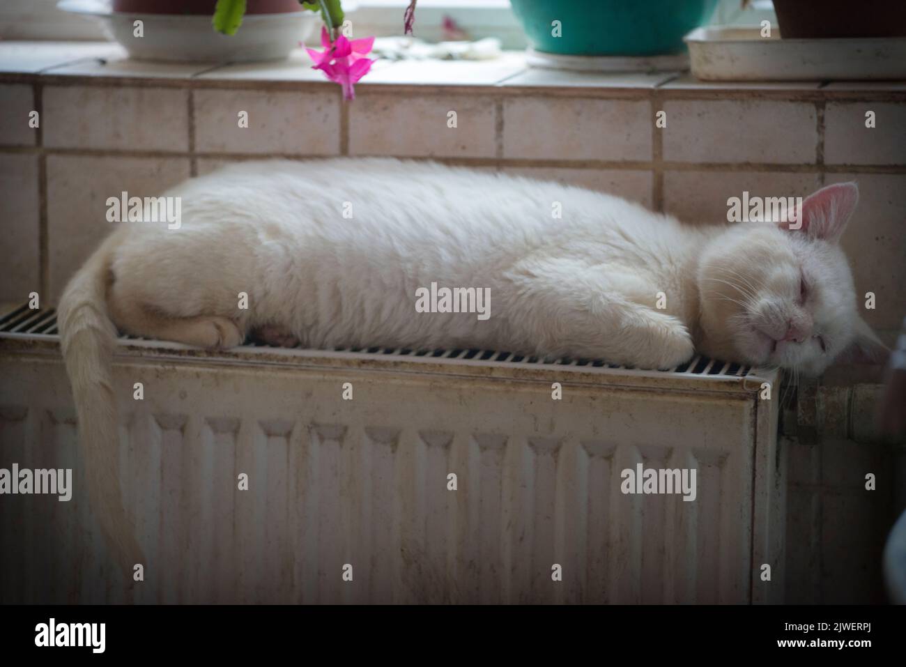 Eine weiße Katze, die am Heizkörper schläft Stockfoto Eine weiße Katze, die am Heizkörper schläft Stockfoto