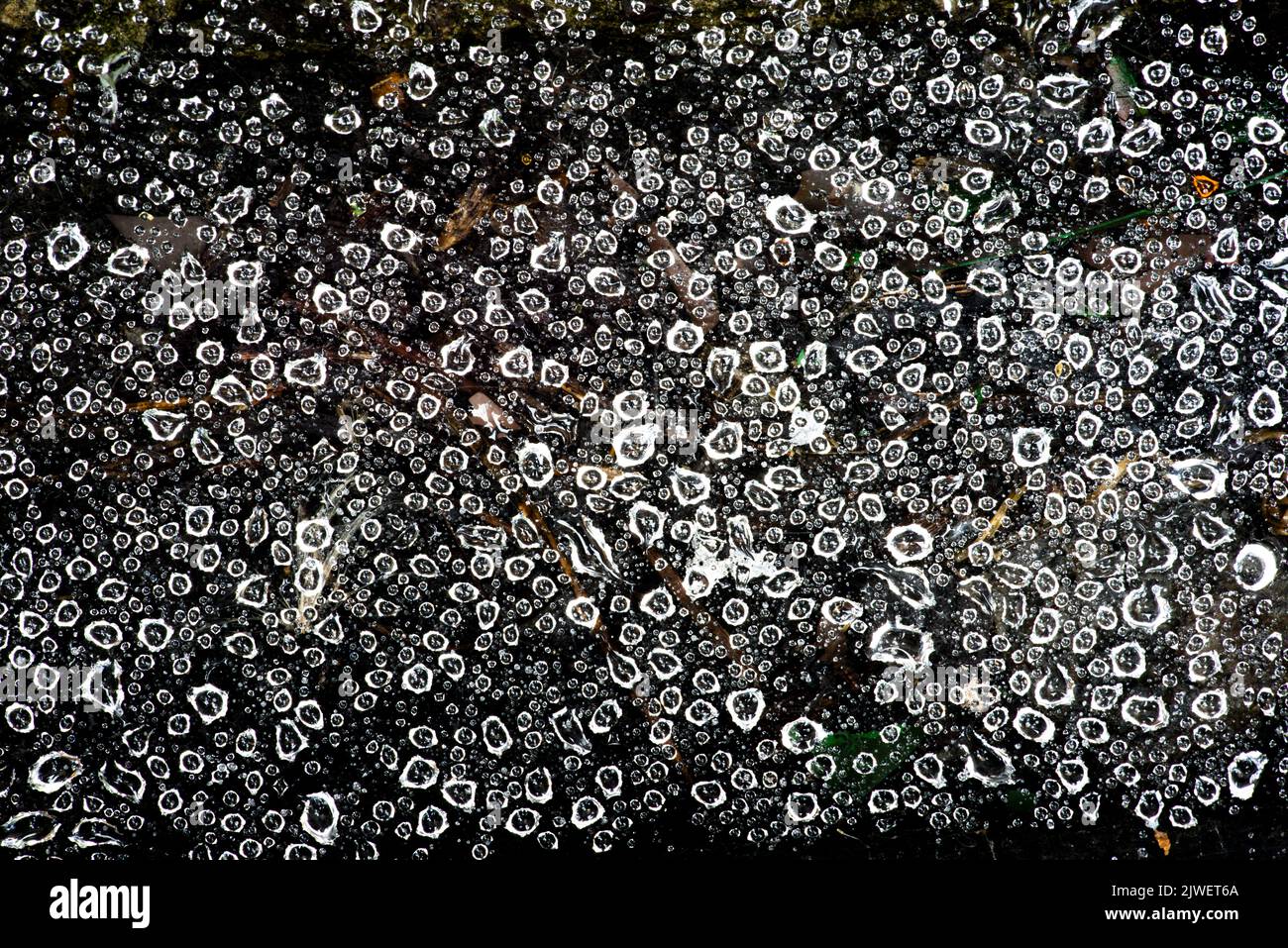 Massive Regentropfen auf einem sehr dichten Spinnennetz Stockfoto