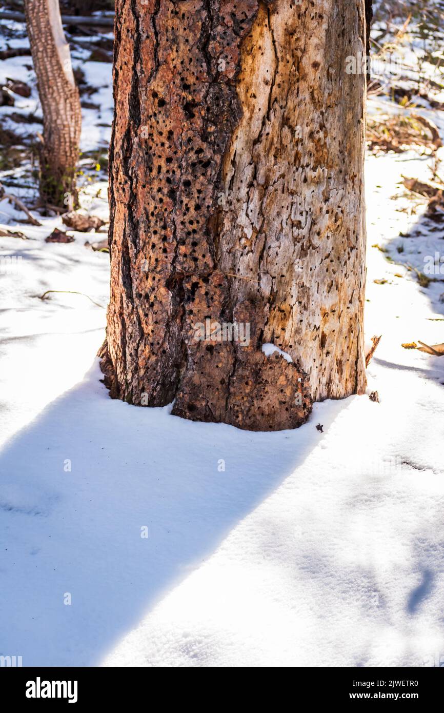 Baumstamm Detail umgeben von Schnee auf Timber Camp Recreation Site, Tonto National Forest, Arizona, USA. Stockfoto