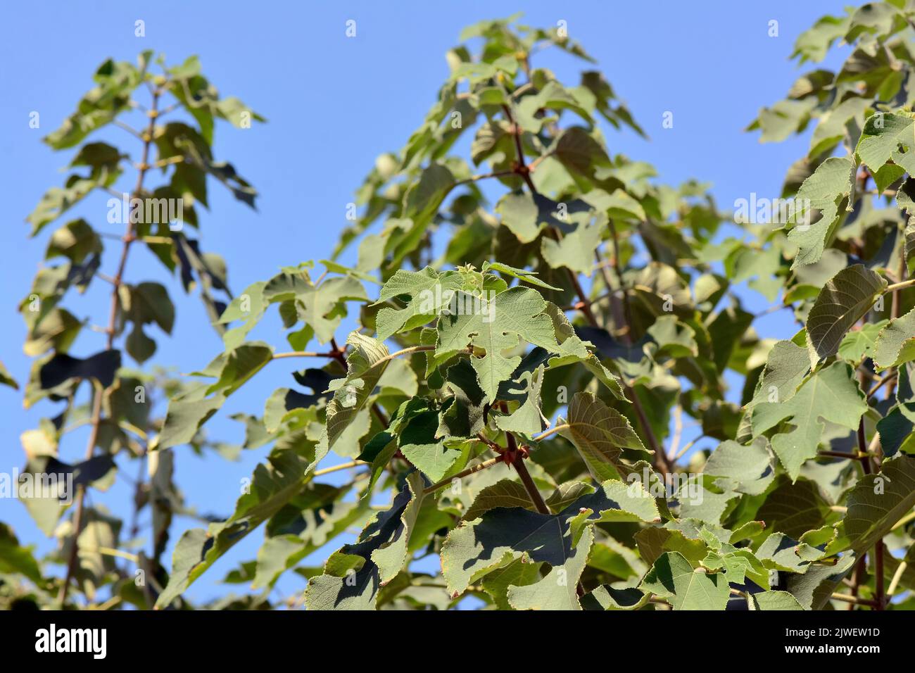 Papierperfa Fotos und Bildmaterial in hoher Auflösung Alamy