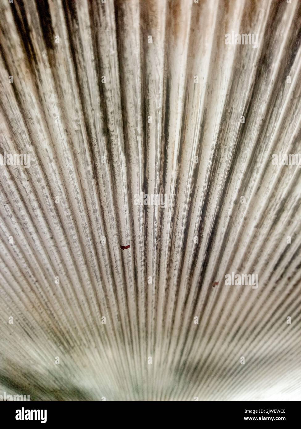 Vertikale Linien Stockfoto