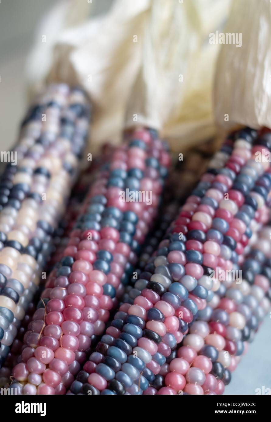 Zea Mays Maiskolben aus Edelglas mit leuchtend regenbogenfarbenen Körnern, die in einem Stadtgarten in London, Großbritannien, angebaut werden. Stockfoto