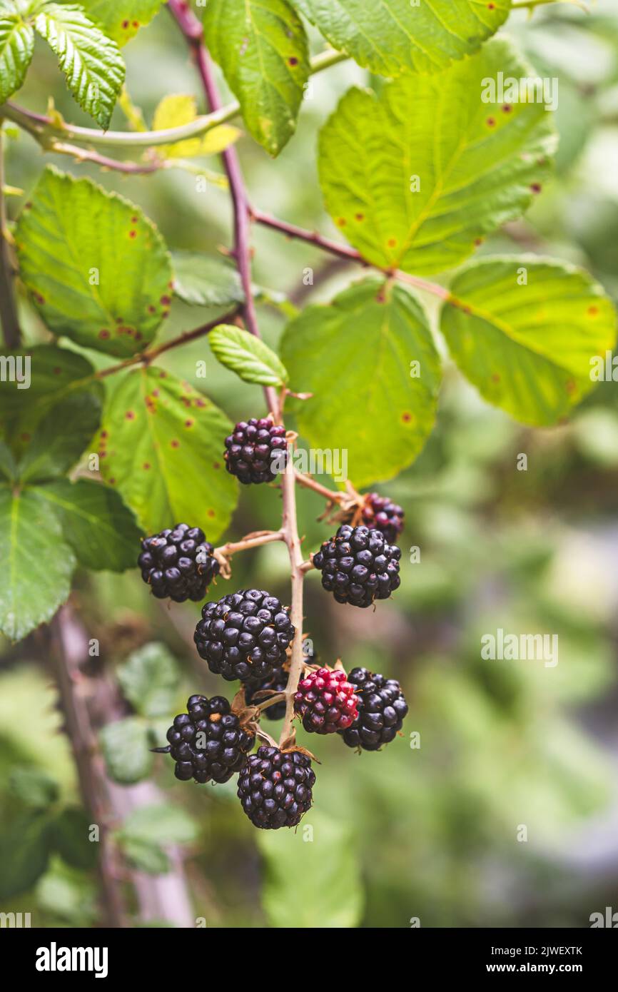 Wilde brombeere Fotos und Bildmaterial in hoher Auflösung Alamy