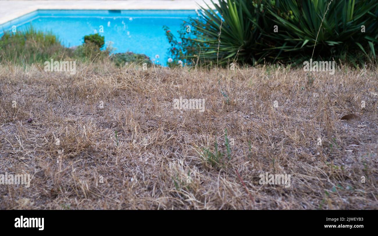 Trockenes Gras in einem Garten in der Nähe des Swimmingpools Stockfoto