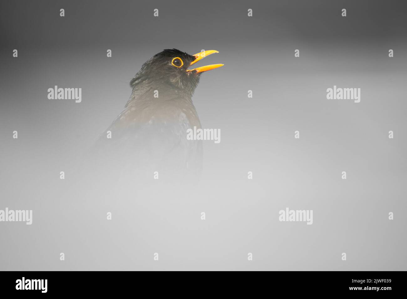 Eine Nahaufnahme einer Amsel mit gelbem Schnabel in einem Nebel Stockfoto