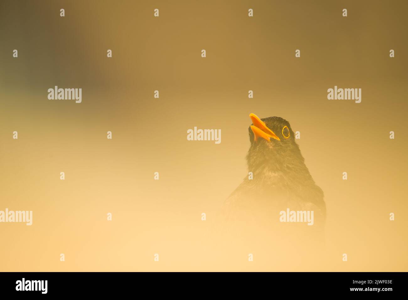 Eine Nahaufnahme einer Amsel mit gelbem Schnabel in einem Nebel Stockfoto