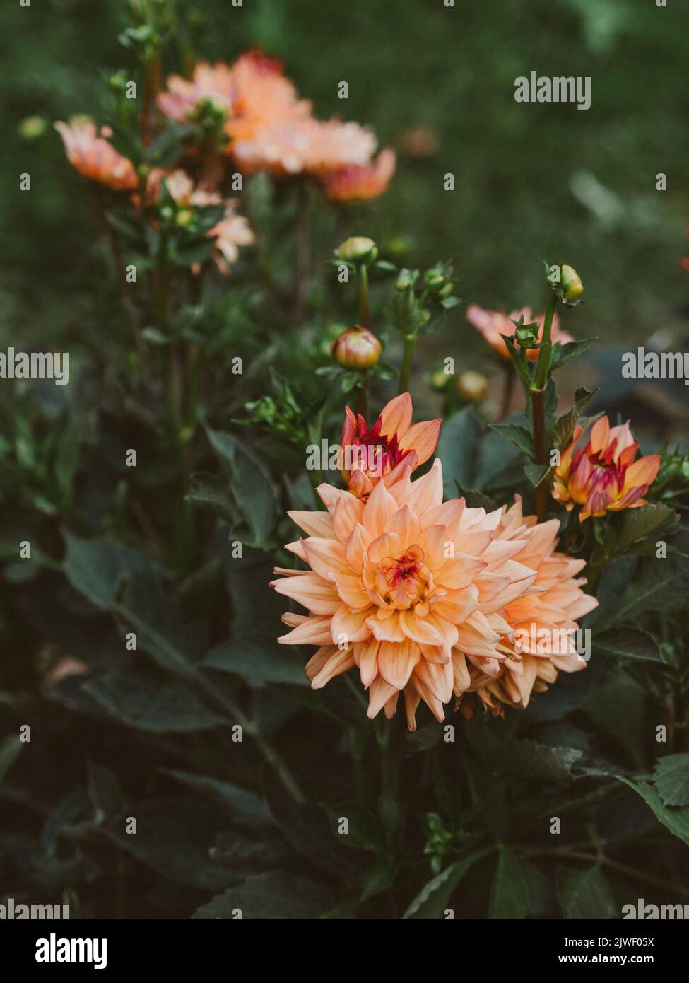 Blühende orange Dahlia blüht im Garten. Dahlien zwischen den Beeten der Blumenfarm. Stockfoto