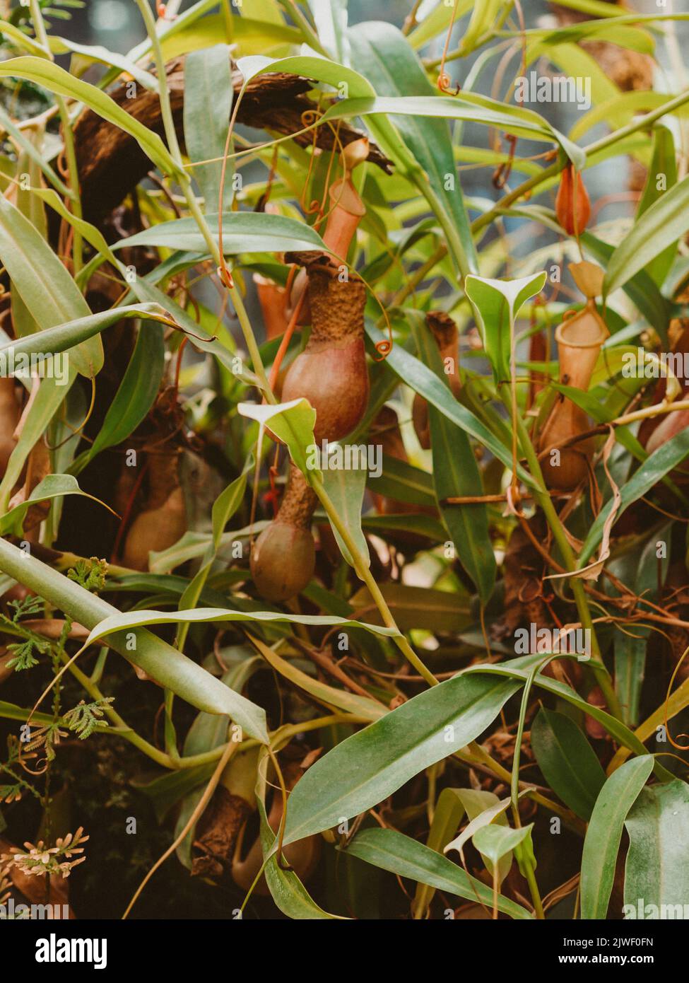 Nahaufnahme der fleischfressenden tropischen Krug-Pflanze Nepenthes Pflanzen, grüne Blätter im Hintergrund im botanischen Garten Stockfoto