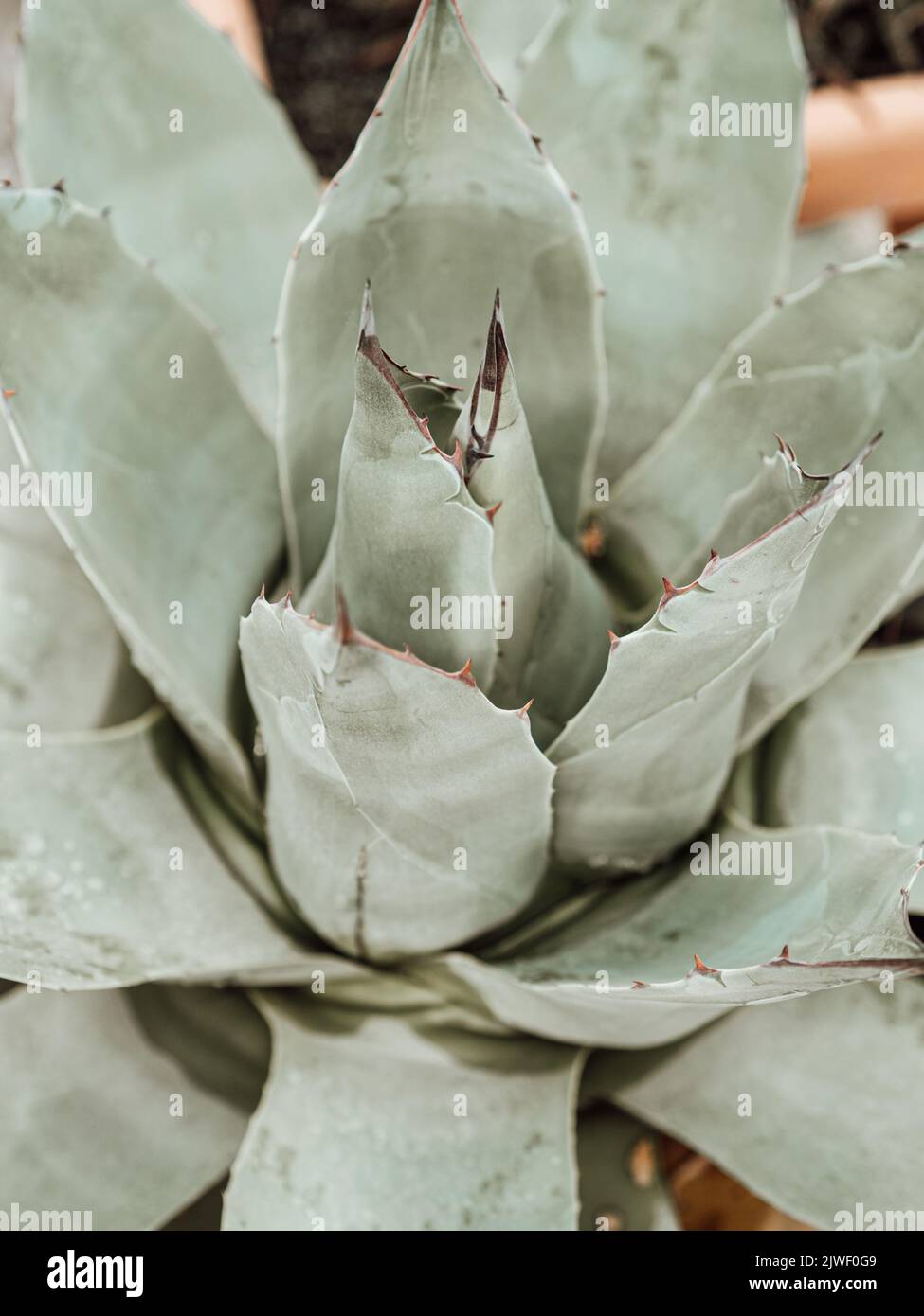 Wunderschöne riesige blau-grüne saftige Blätter mit Dornen, Hintergründen und Texturen. Exotische Pflanzen. Kakteen und Sukkulenten aus der Nähe. Stockfoto
