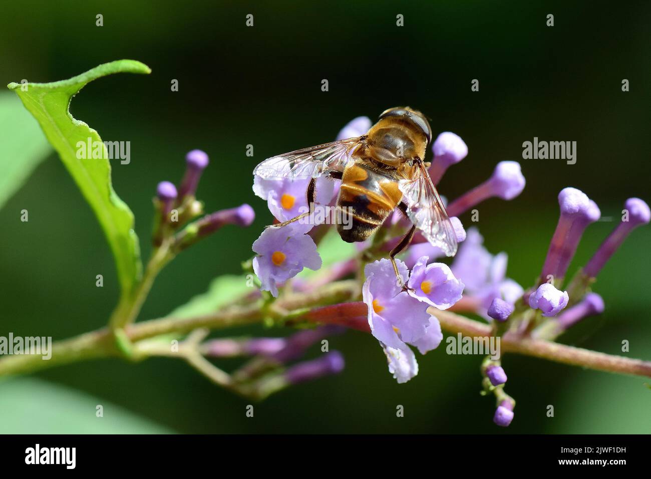 Gewöhnliche Drohnenfliege, Mistbiene, Éristale gluante, Eristalis tenax, közönséges herelégy, Budapest, Ungarn, Magyarország, Europa Stockfoto