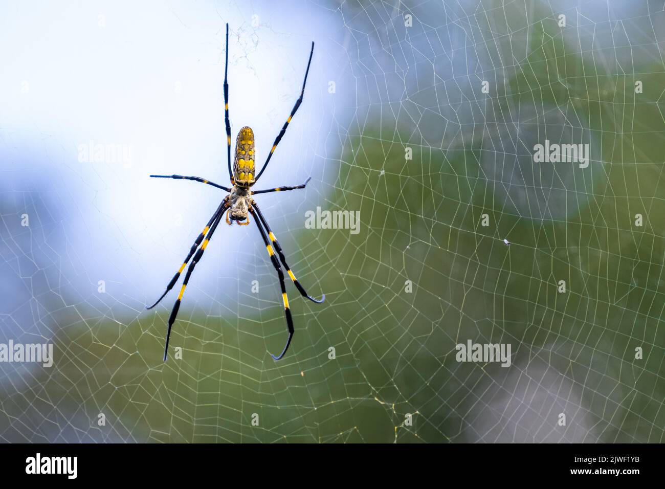 Große weibliche Joro-Spinne (Trichonephila clavata) in ihrem Netz in Snellville (Metro Atlanta), Georgia. (USA) Stockfoto