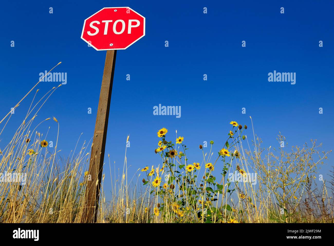 Stoppschild rote Warnung vor blauem Himmel mit gelben Sonnenblumen und Unkraut auf der Straße Stockfoto
