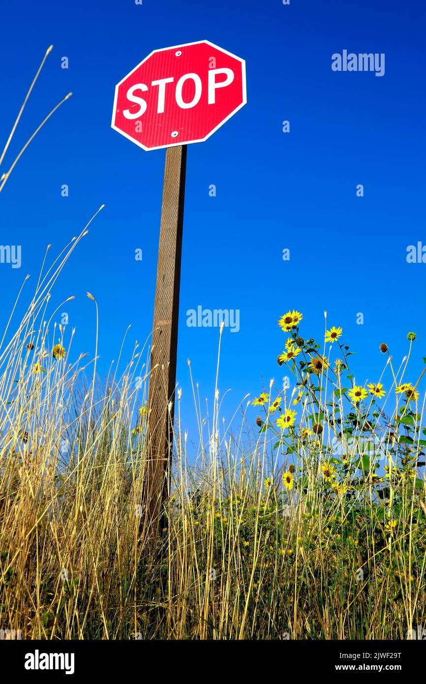 Stoppschild rote Warnung vor blauem Himmel mit gelben Sonnenblumen und Unkraut auf der Straße Stockfoto