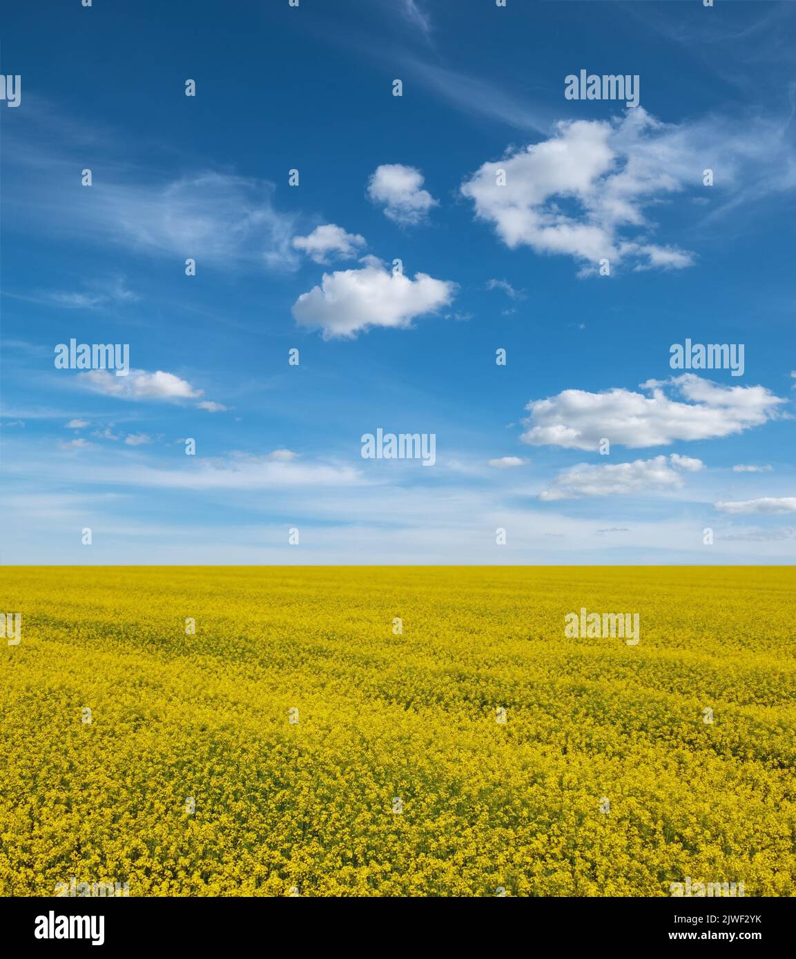 Feld blühenden Raps unter blauem Himmel. Landwirtschaftliche Landschaft Stockfoto