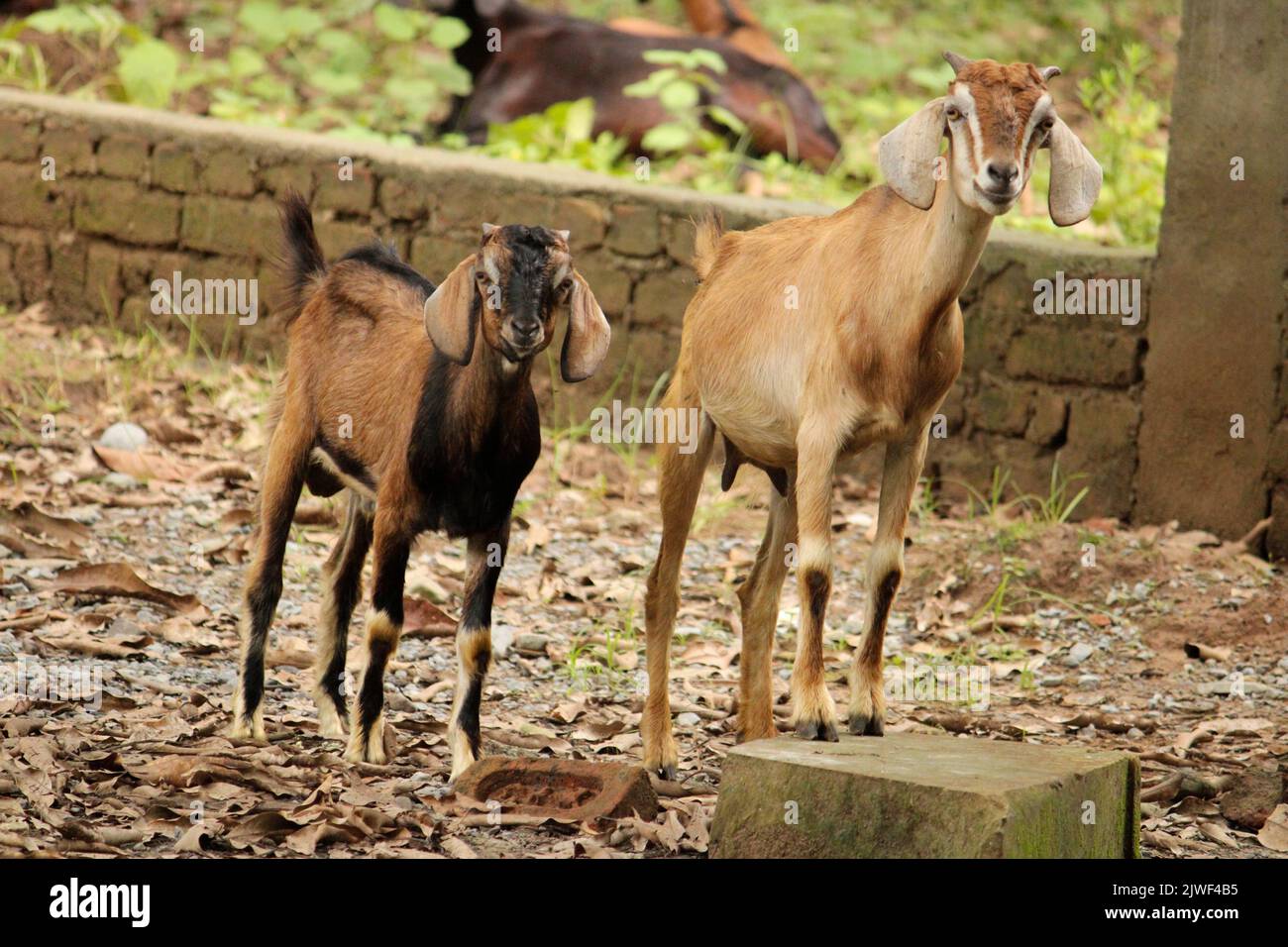 Zwei Ziegen auf einer Farm nebeneinander Stockfoto