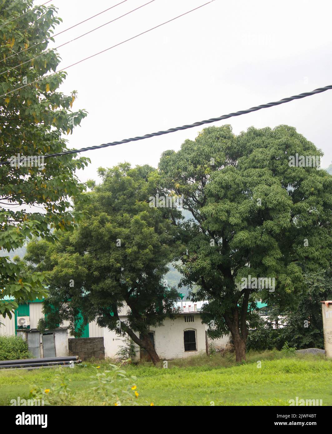 Zwei große Mangobäume im Garten Stockfoto