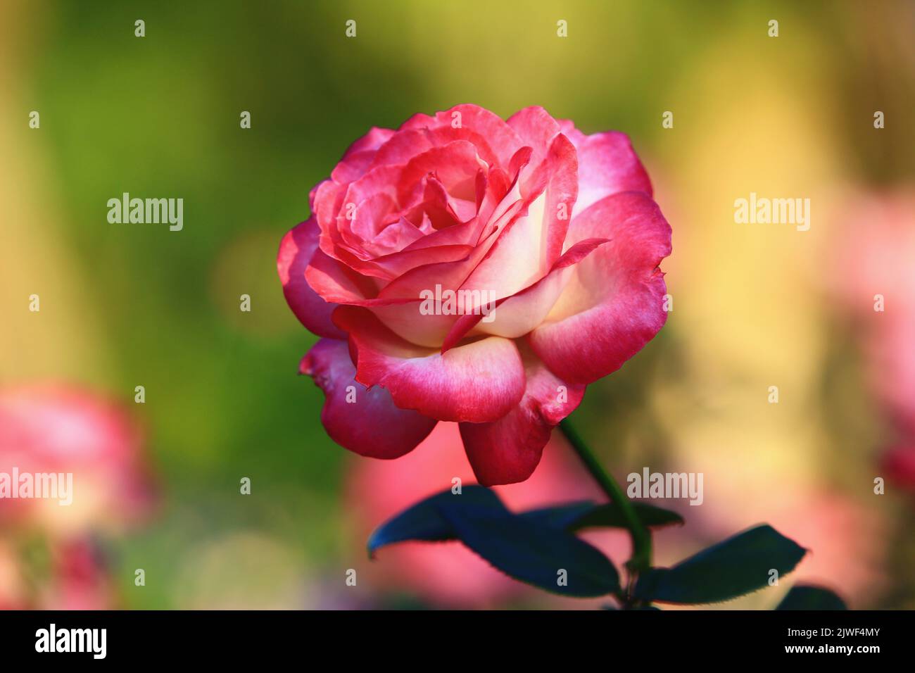 Blühende romantische frische bunte Rose, schöne rote mit gelben Rose in voller Blüte im Garten Stockfoto