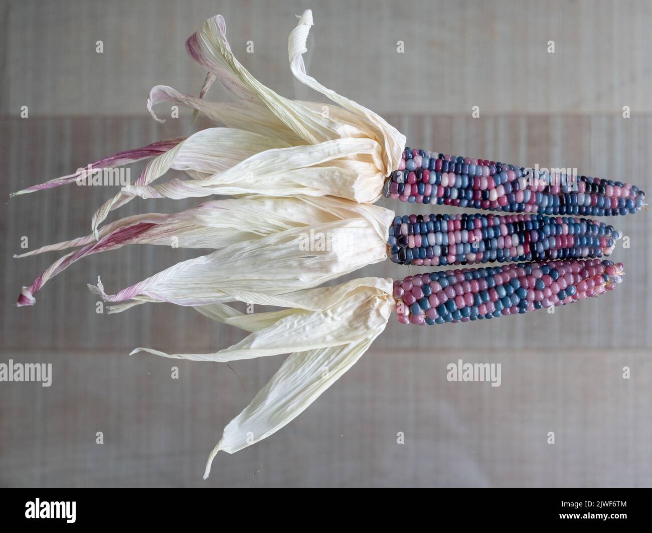 Zea Mays Maiskolben aus Edelglas mit leuchtend regenbogenfarbenen Körnern, die in einem Stadtgarten in London, Großbritannien, angebaut werden. Stockfoto