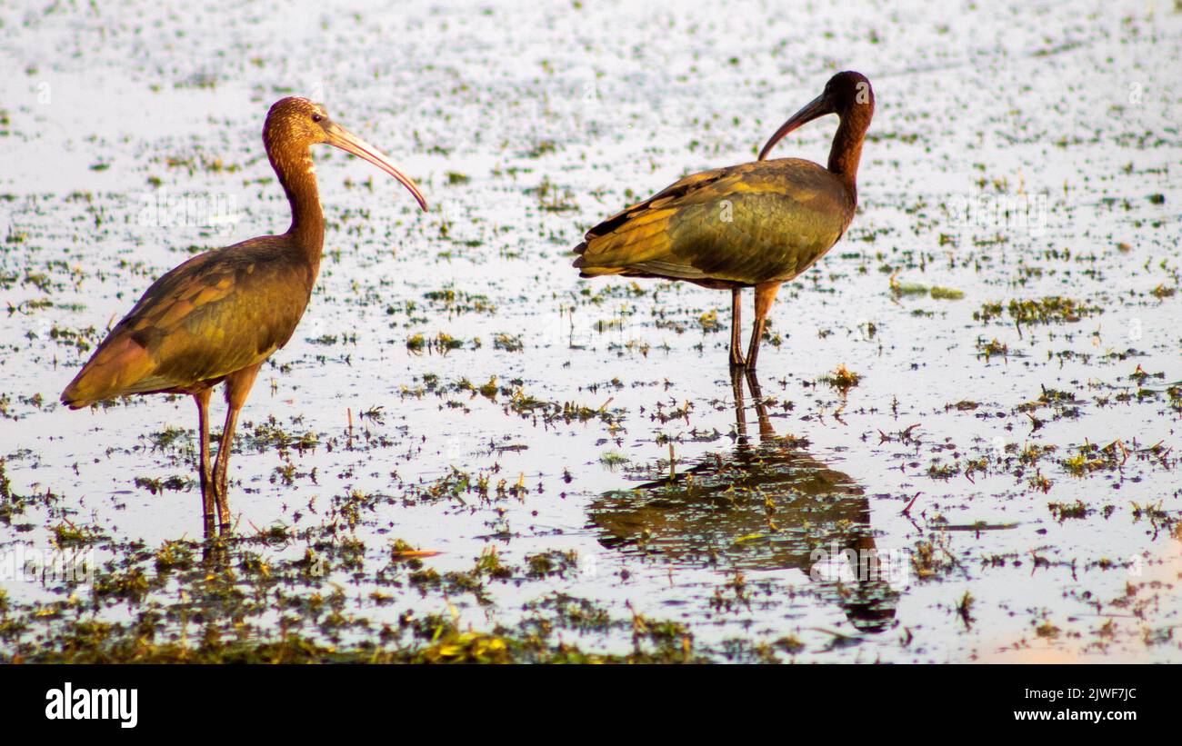 Bunte Reihervögel, die auf dem See spazieren, selektiver Fokus Stockfoto