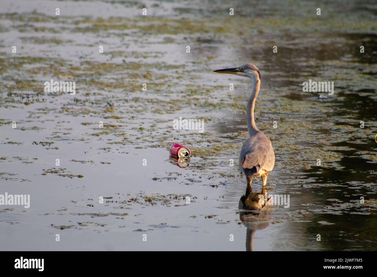 Bunte Reihervögel, die auf dem See spazieren, selektiver Fokus Stockfoto