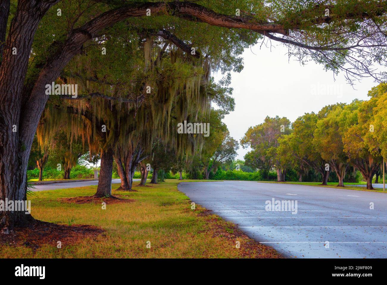 Moosige Bäume auf einem Parkplatz im Everglades National Park, Florida Stockfoto